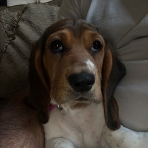 Meet your Posher, Peter